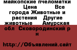  майкопские пчеломатки F-1  › Цена ­ 800 - Все города Животные и растения » Другие животные   . Амурская обл.,Сковородинский р-н